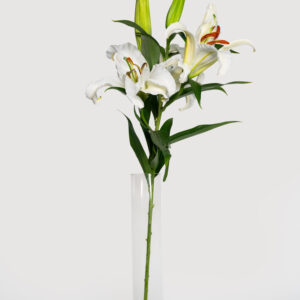 Imported Lilies