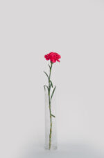 Standard Carnation - Image 2