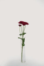 Chrysanthemums - Image 10