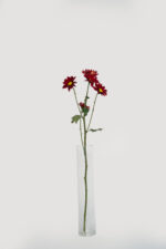 Chrysanthemums - Image 9