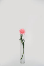 Standard Carnation