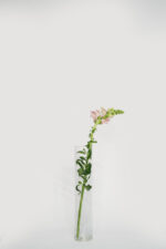 Snapdragons - Image 2