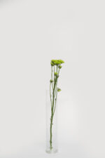 Chrysanthemums - Image 8