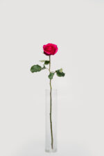 Local Roses - Image 2