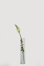 Snapdragons - Image 3