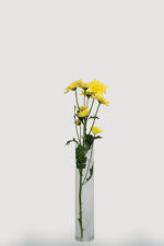 Chrysanthemums - Image 7