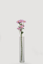 Chrysanthemums - Image 5