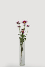 Chrysanthemums - Image 6