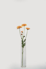 Chrysanthemums - Image 4