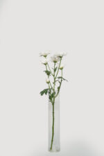 Chrysanthemums - Image 2