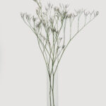 Limonium