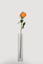 Local Roses - Image 4